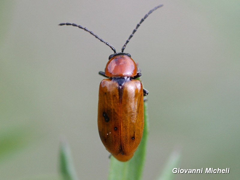 Chrysomelidae, Exosoma lusitanicum